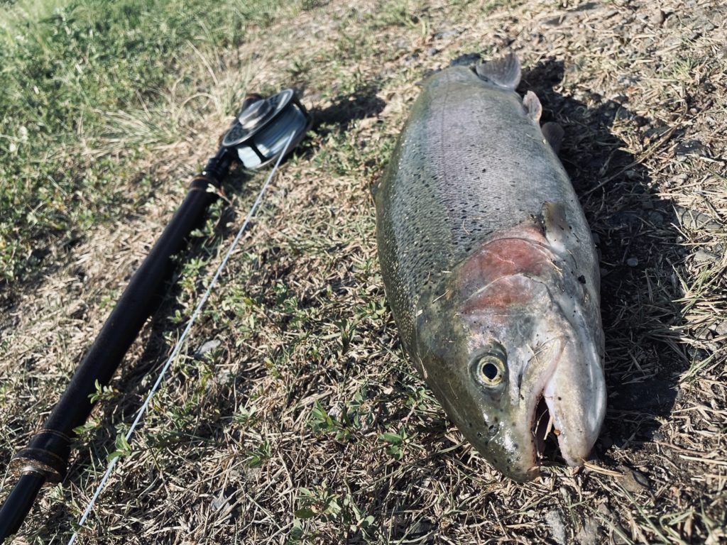 【頂鱒５３ｃｍ】全体