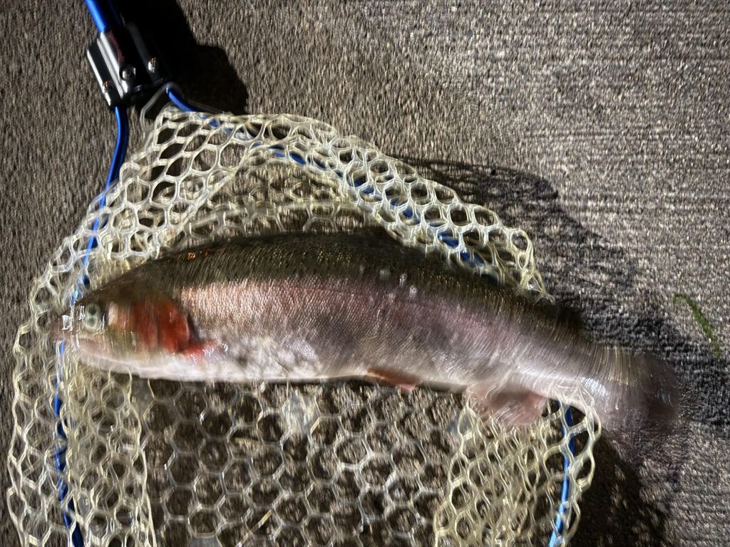 【頂鱒５２ｃｍ】全体
