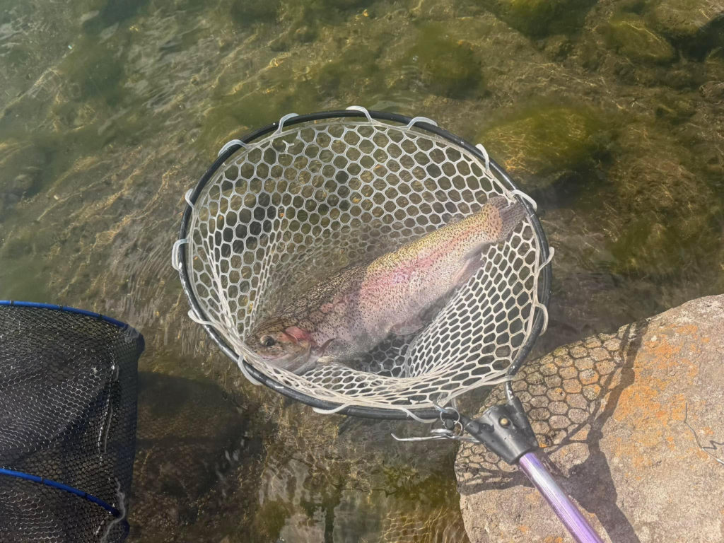 【頂鱒５２ｃｍ】全体