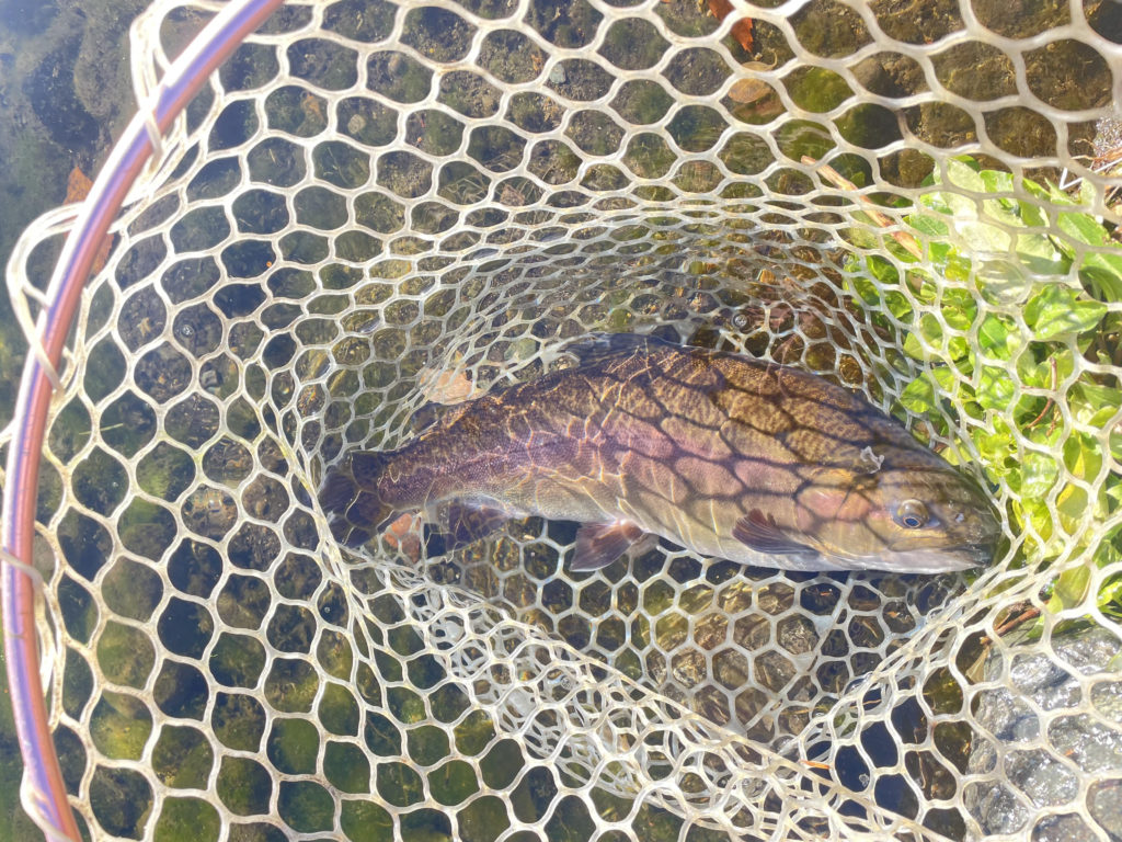 【驚ロック５１ｃｍ】全体