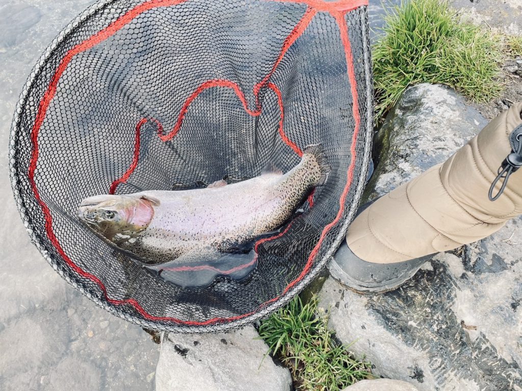 【頂鱒５４ｃｍ】全体