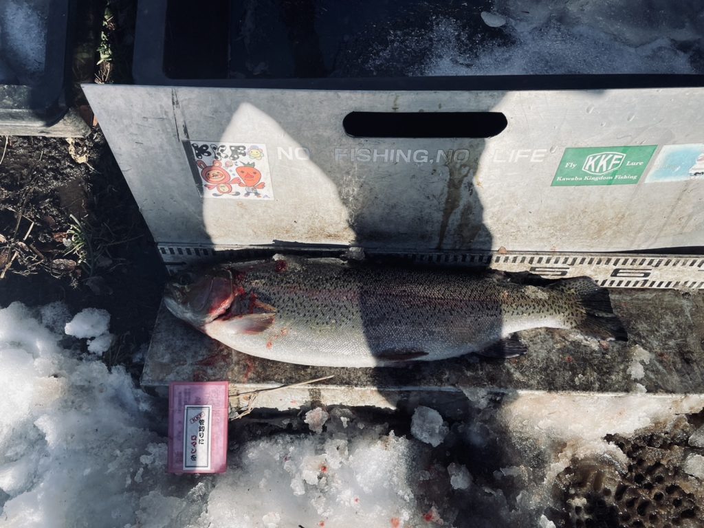 【頂鱒５７ｃｍ】全体