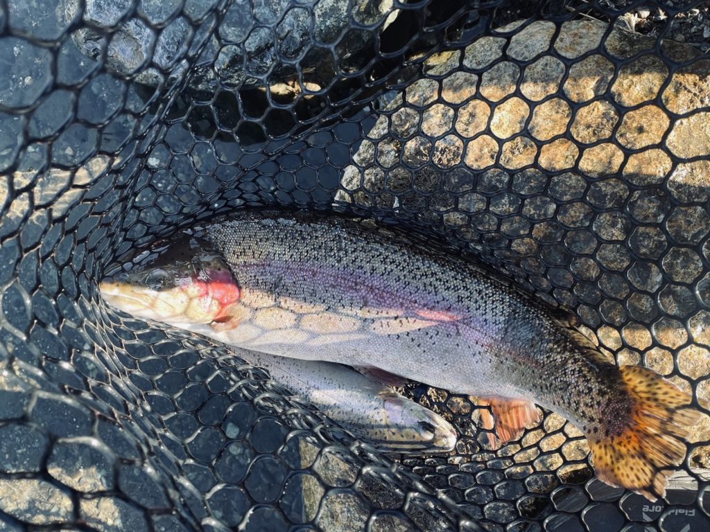 【頂鱒５２ｃｍ】全体