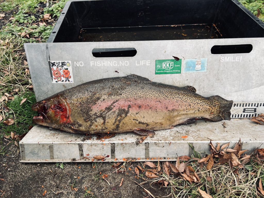 【頂鱒７１ｃｍ】全体