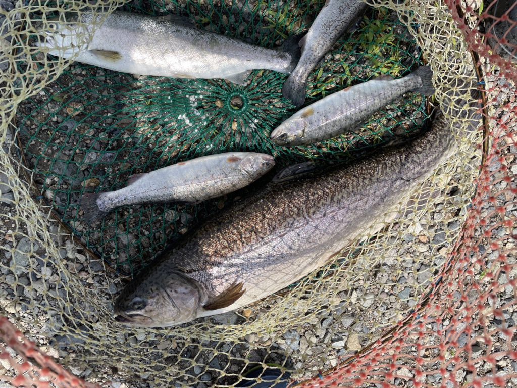 【驚ロック５４ｃｍ】全体