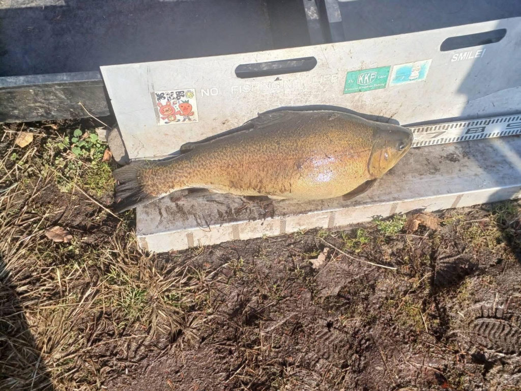 【驚ロック７０ｃｍ】全体