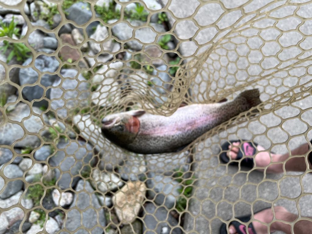 【頂鱒５０ｃｍ】全体