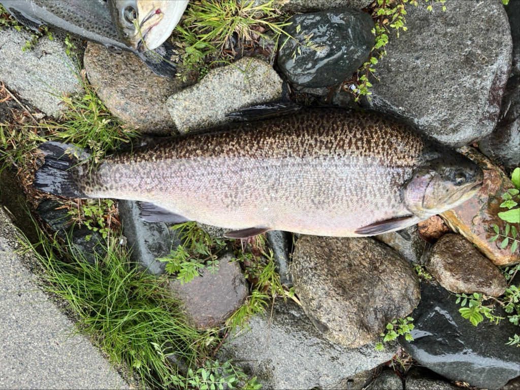 【驚ロック５３ｃｍ】全体