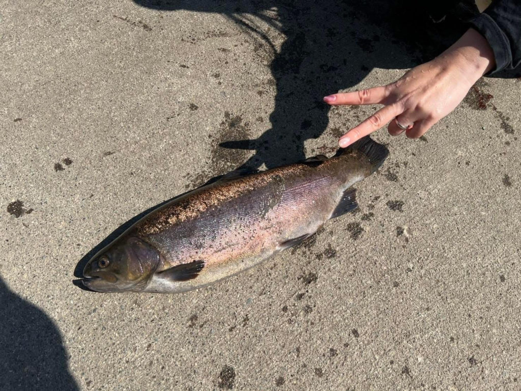 【驚ロック５５ｃｍ】全体