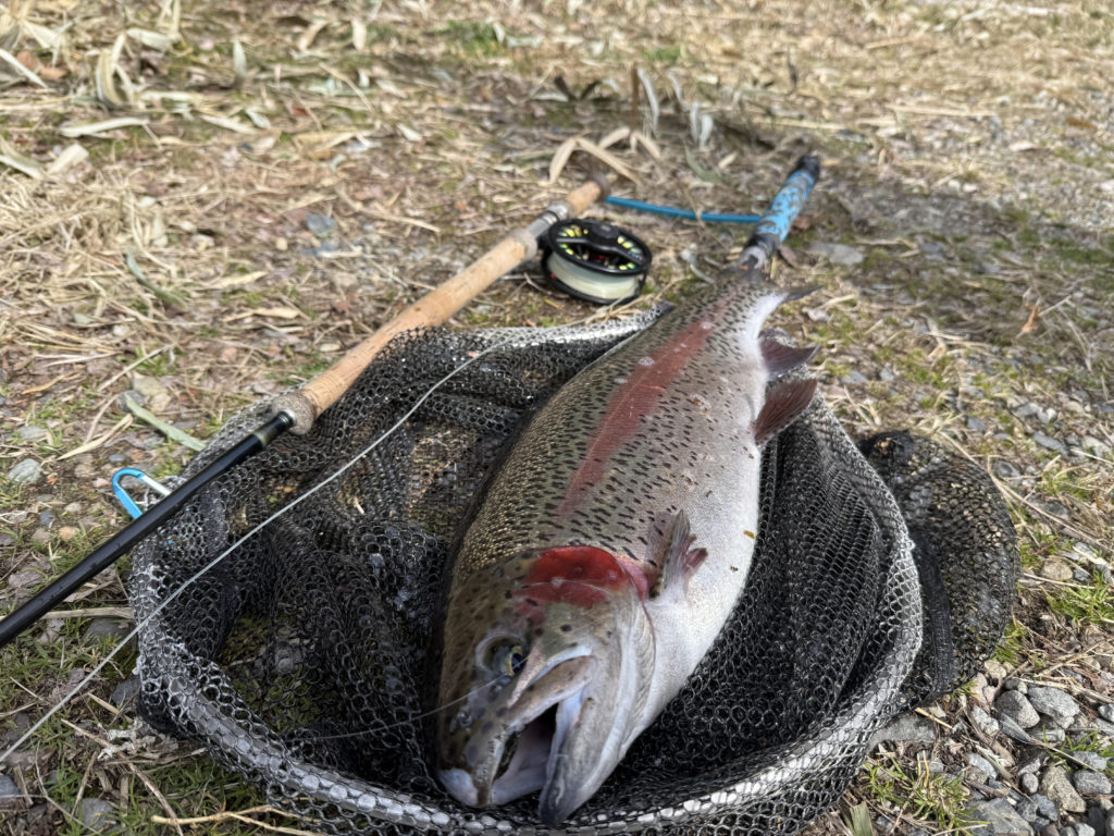 【頂鱒５９ｃｍ】全体