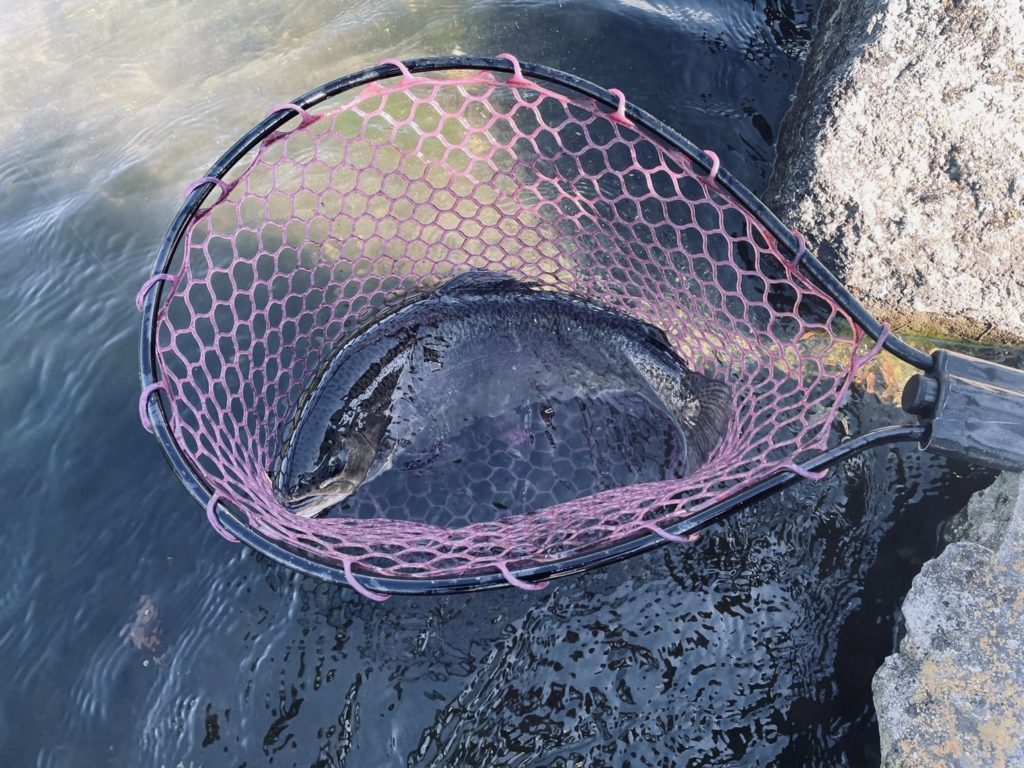 【驚ロック５４ｃｍ】全体