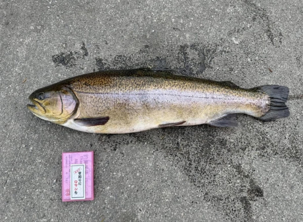 【驚ロック５７ｃｍ】全体