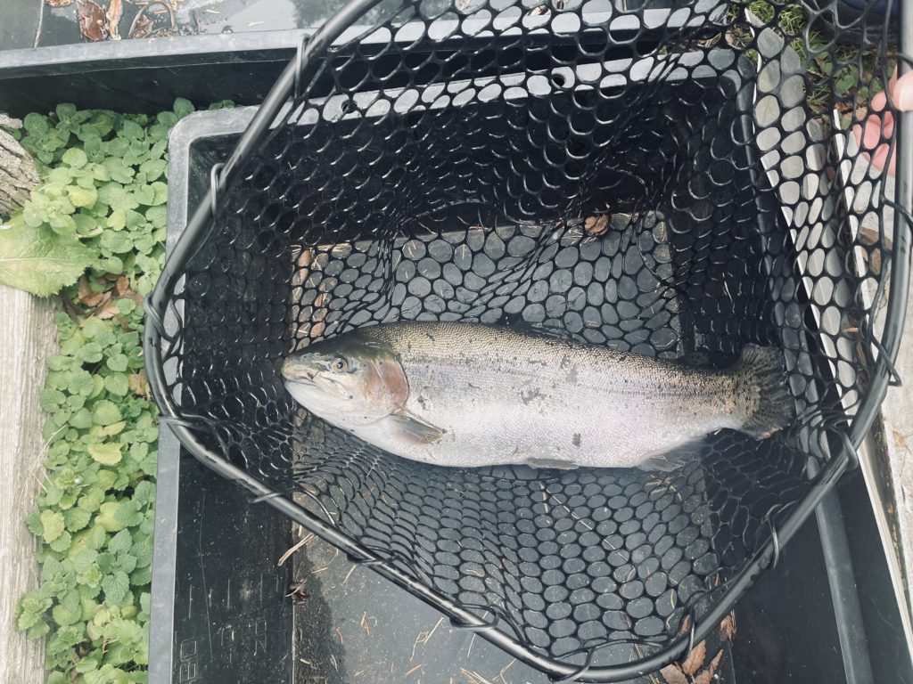 【頂鱒５６ｃｍ】全体