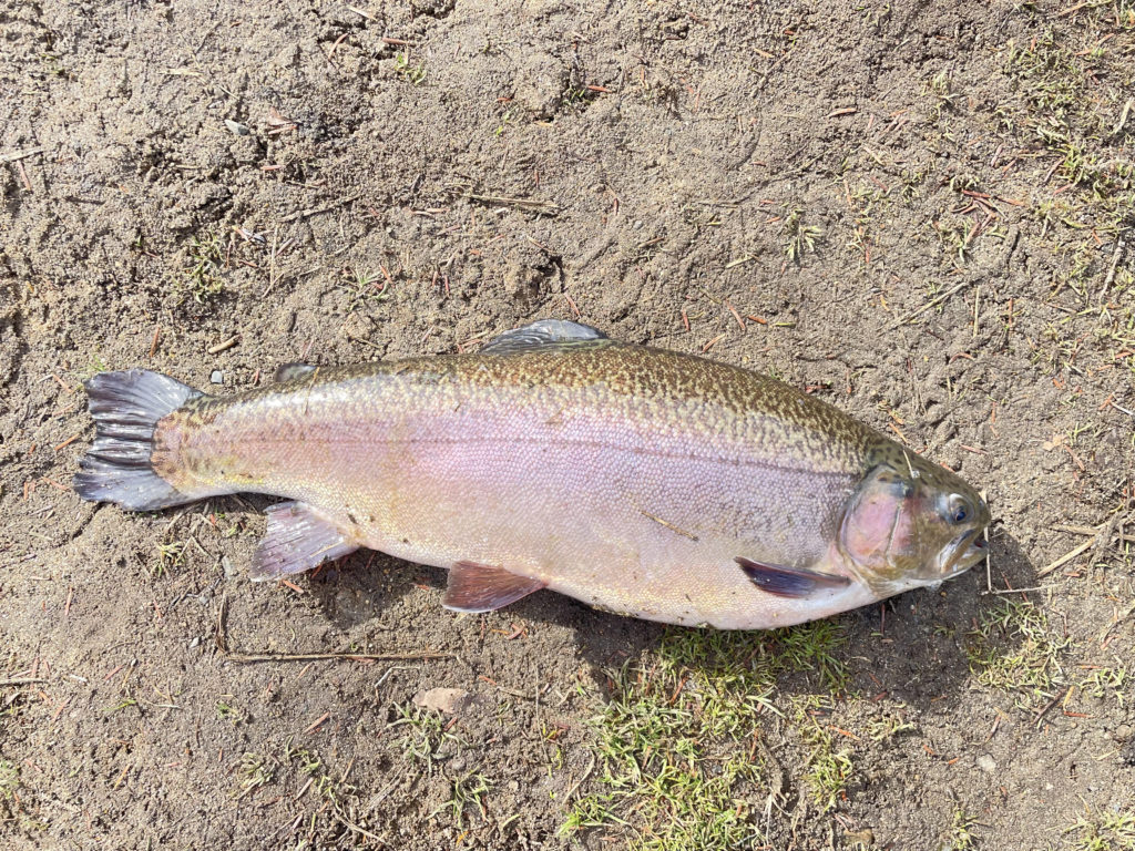 【驚ロック５３ｃｍ】全体