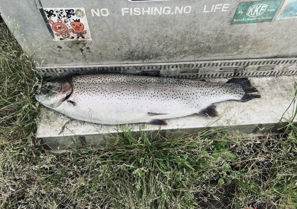 【頂鱒５４ｃｍ】全体