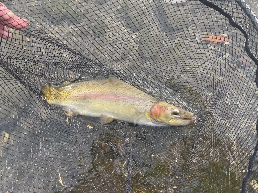 【頂鱒５３ｃｍ】全体