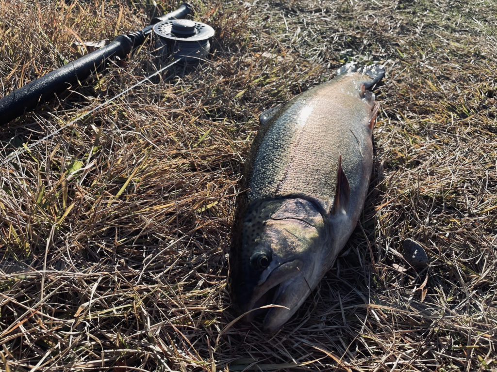 【驚ロック５６ｃｍ】全体