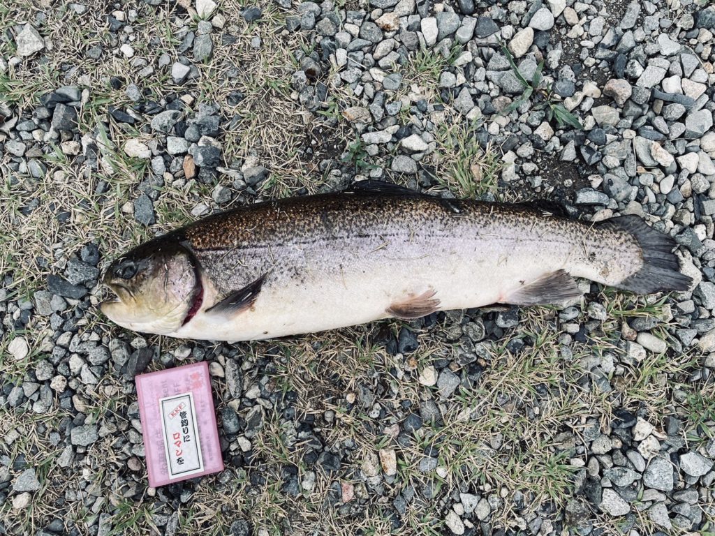 【驚ロック５５ｃｍ】全体