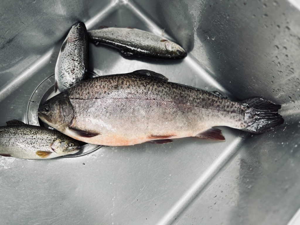 【驚ロック５３ｃｍ】全体