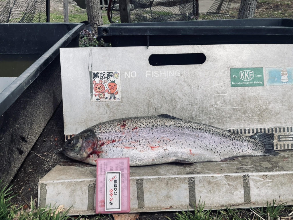 【頂鱒５６ｃｍ】全体