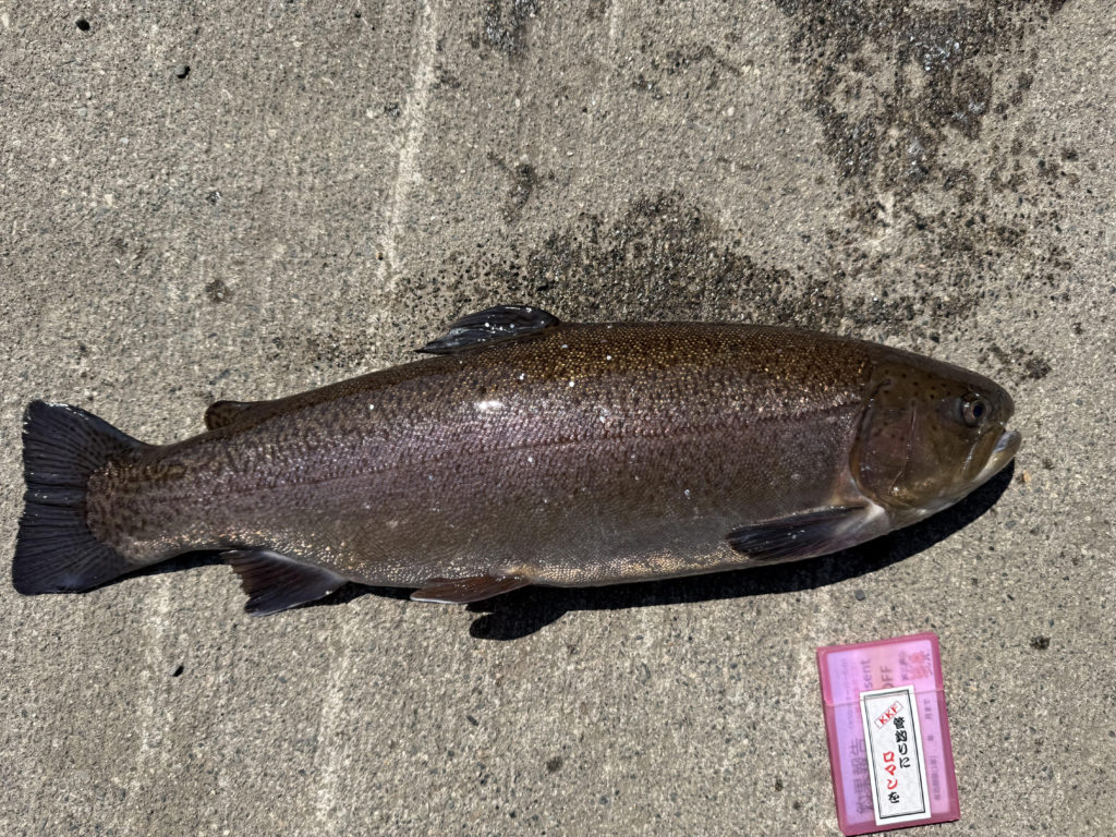 【驚ロック５５ｃｍ】全体