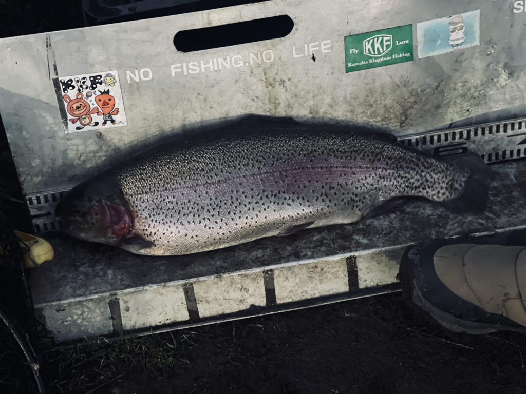 【頂鱒６０ｃｍ】全体