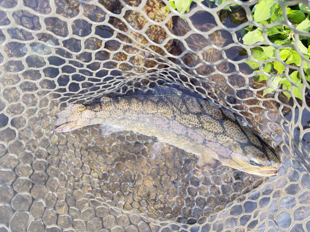 【驚ロック５６ｃｍ】全体