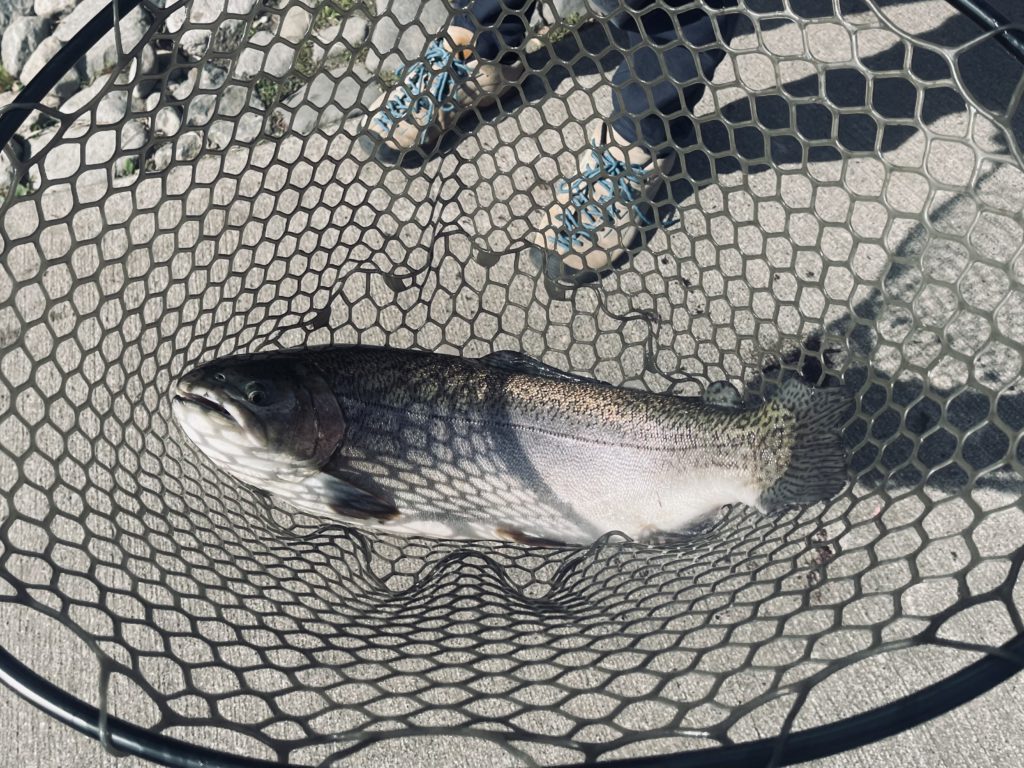 【驚ロック５７ｃｍ】全体