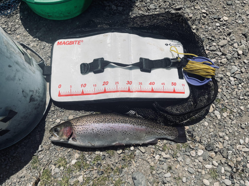 【頂鱒５６ｃｍ】全体