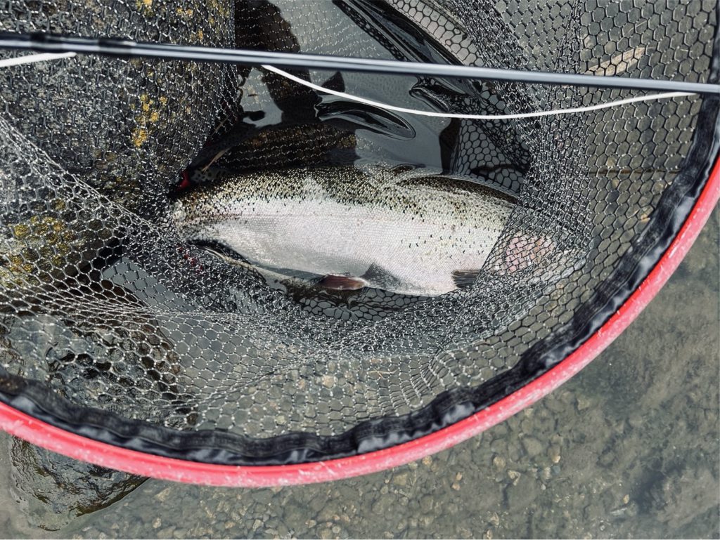 【頂鱒５５ｃｍ】全体