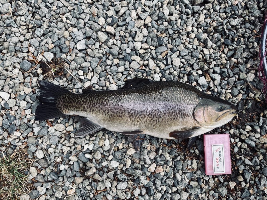 【驚ロック５０ｃｍ】全体