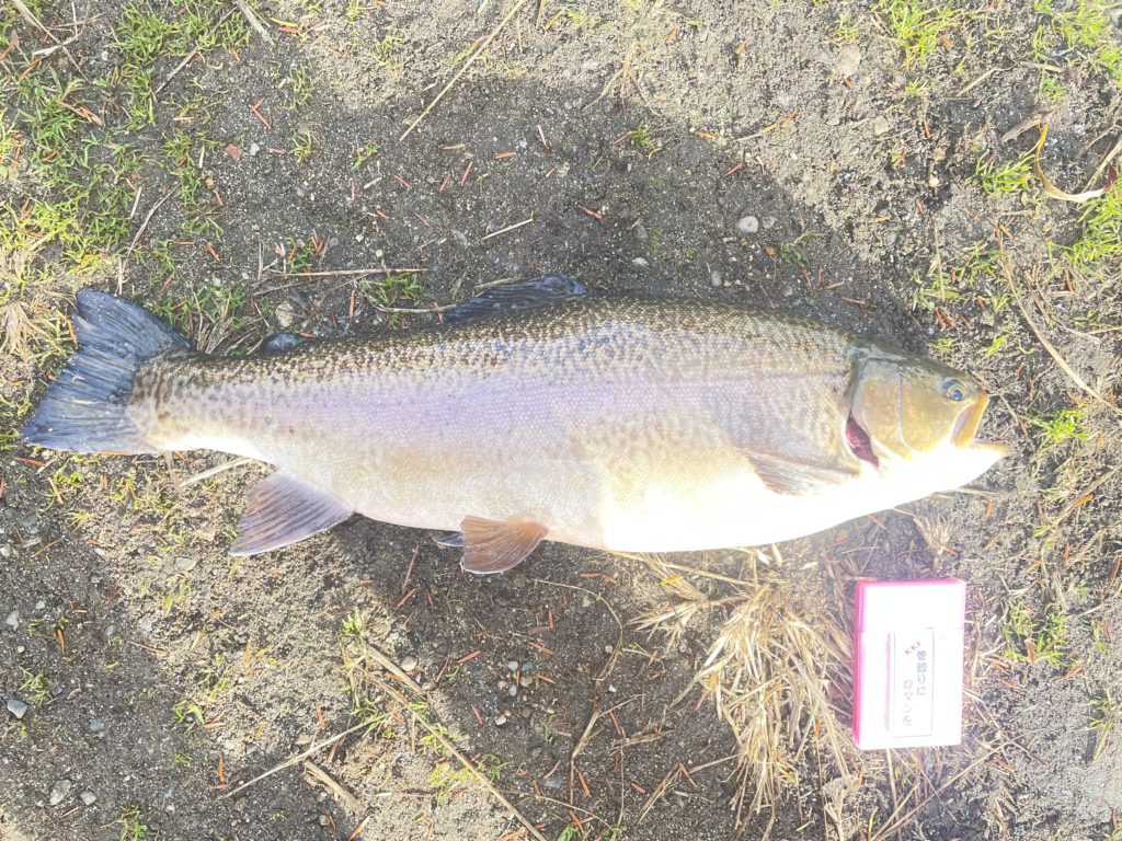 【驚ロック５６ｃｍ】全体