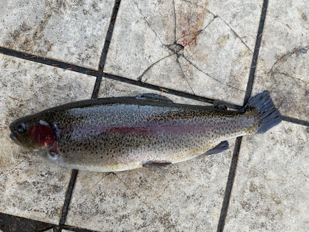 【頂鱒５５ｃｍ】全体