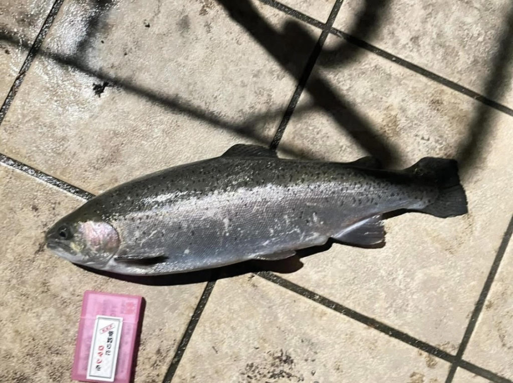 【頂鱒５０ｃｍ】全体