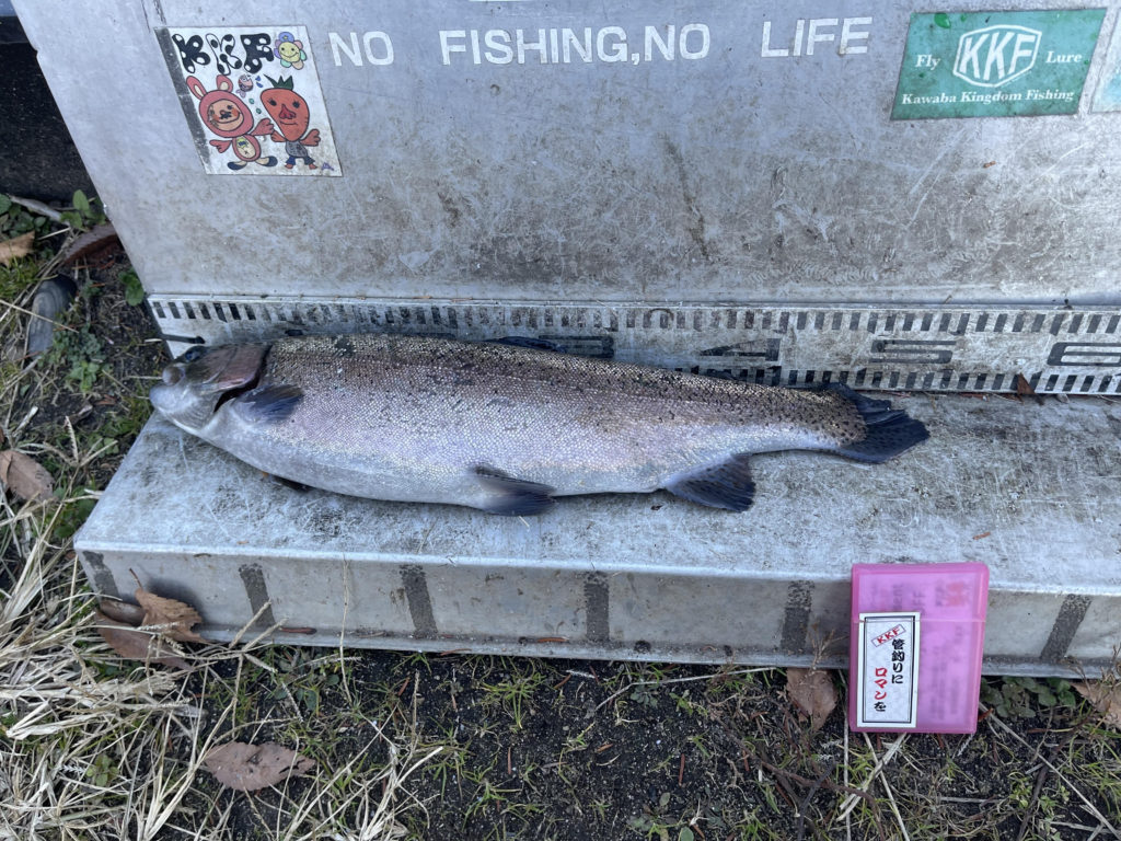 【頂鱒５０ｃｍ】全体