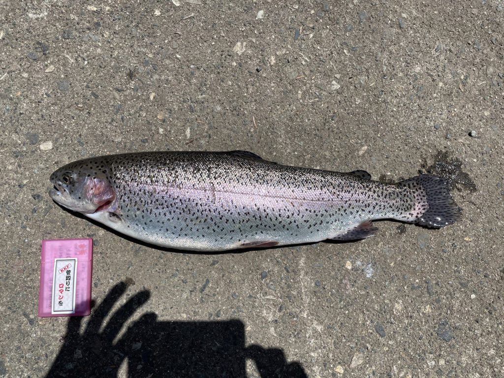 【頂鱒５６ｃｍ】全体