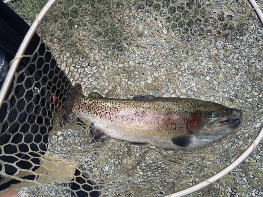 【頂鱒６０ｃｍ】全体