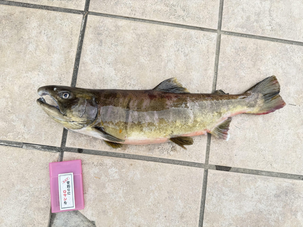 【桜来夢５２ｃｍ】全体