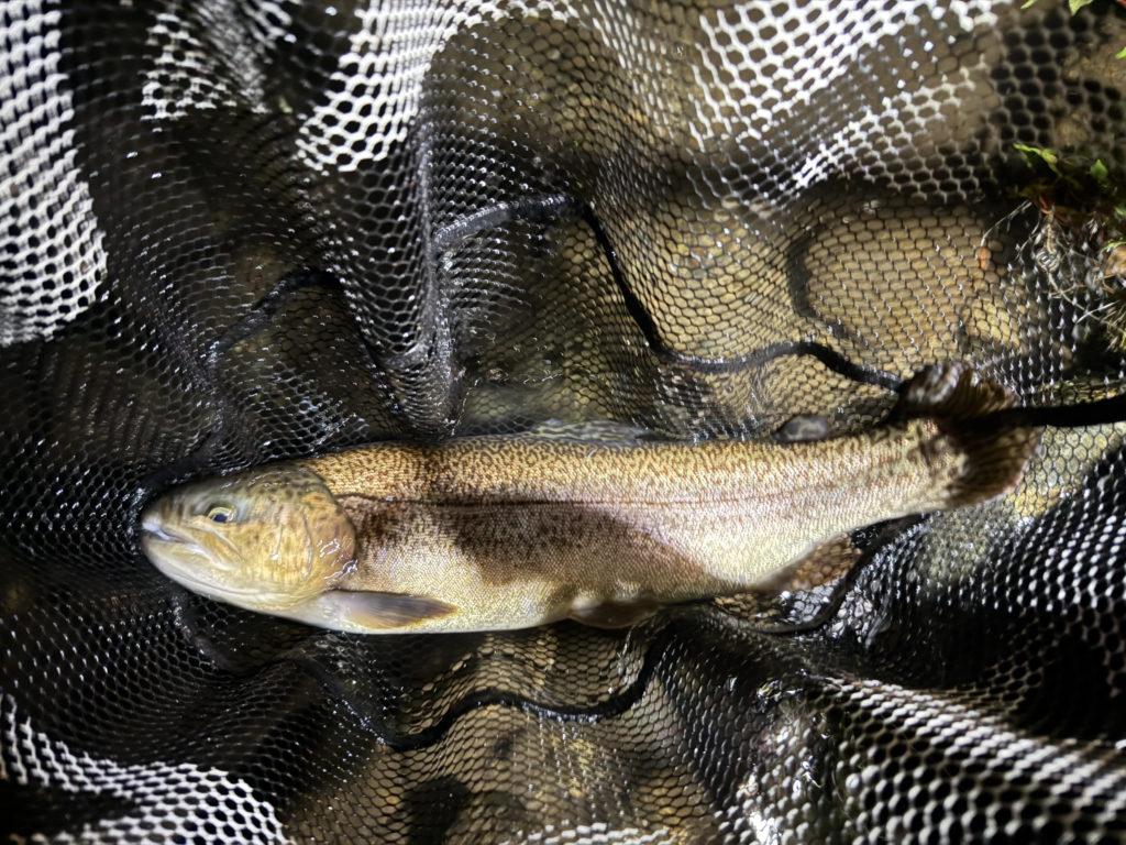 【驚ロック５３ｃｍ】全体