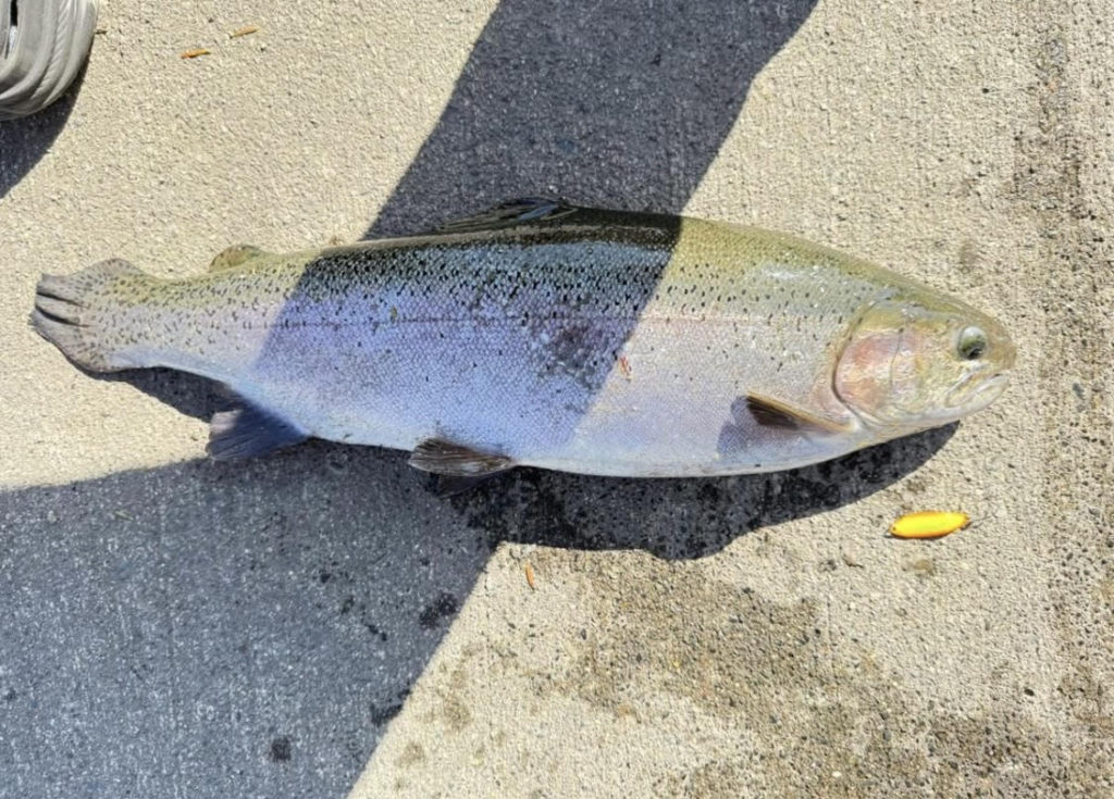 【頂鱒５４ｃｍ】全体