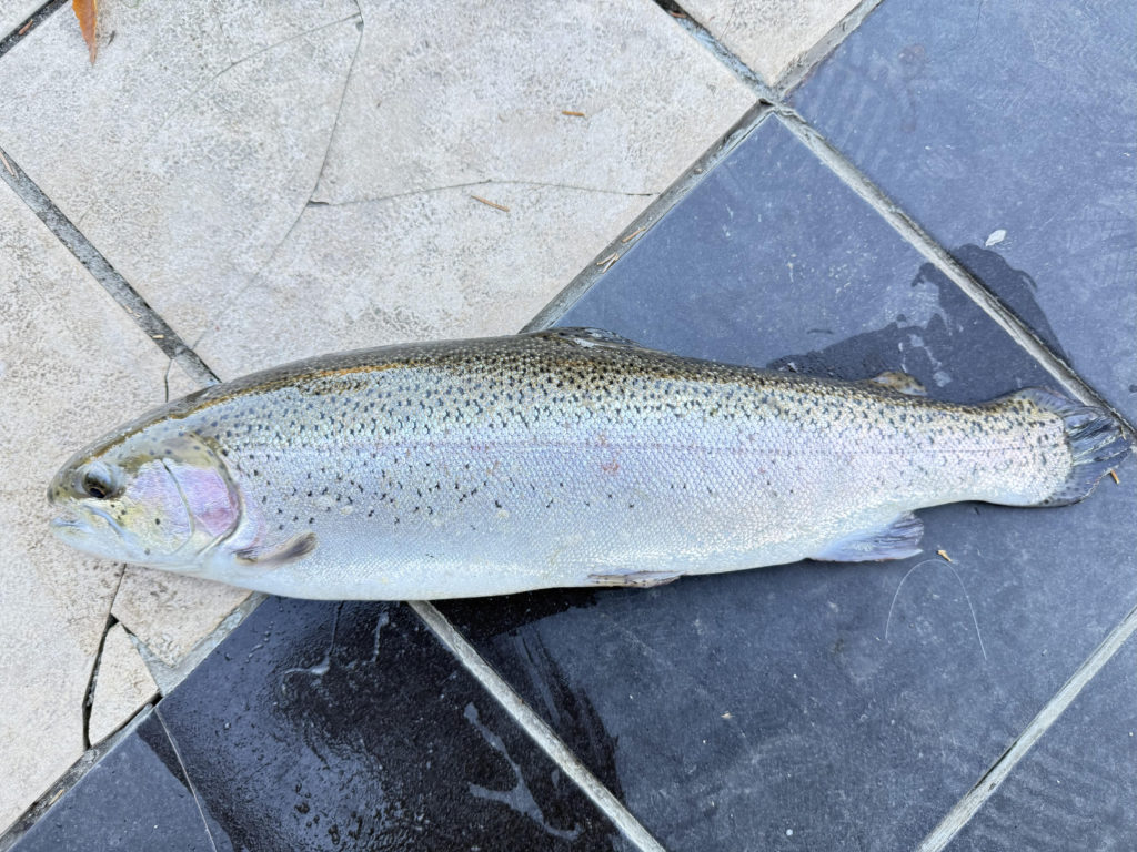 【頂鱒５４ｃｍ】全体