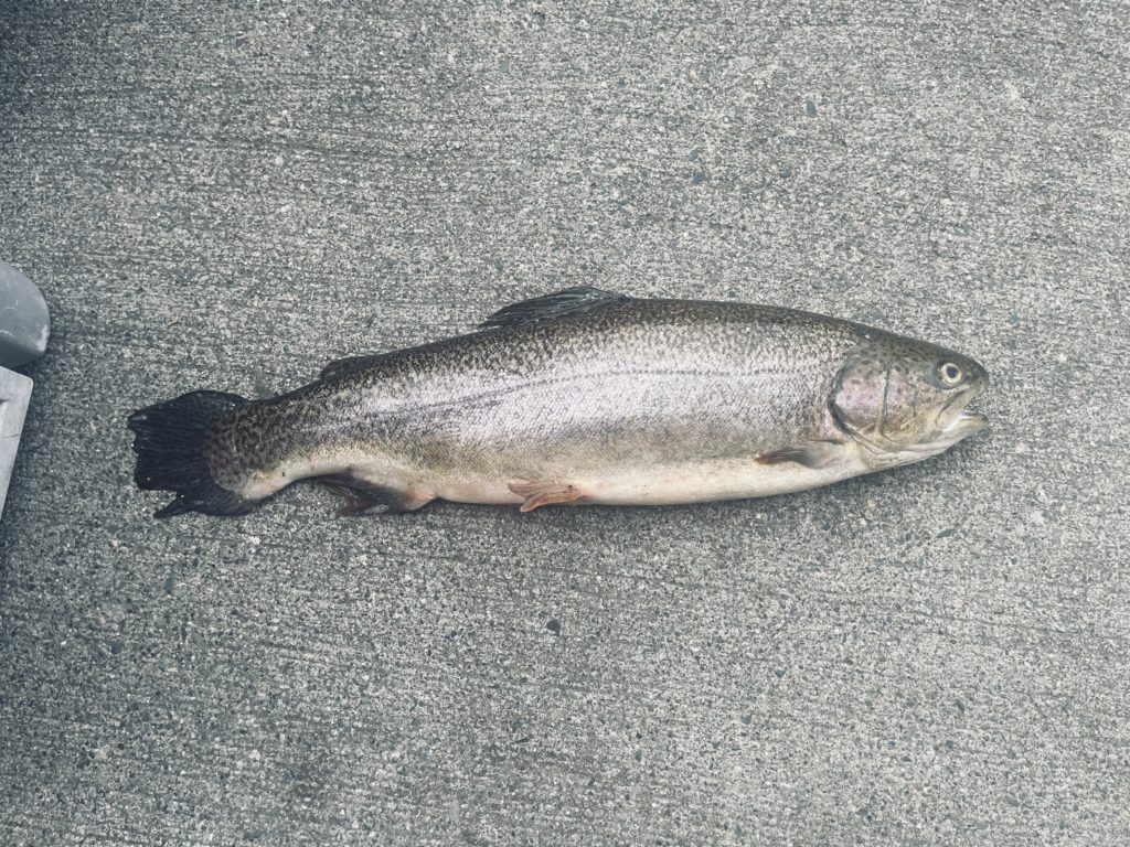 【驚ロック５４ｃｍ】全体