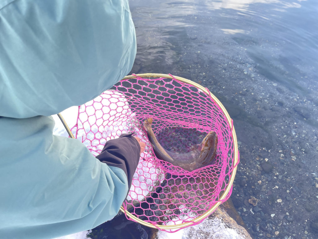 【頂鱒６０ｃｍ】全体