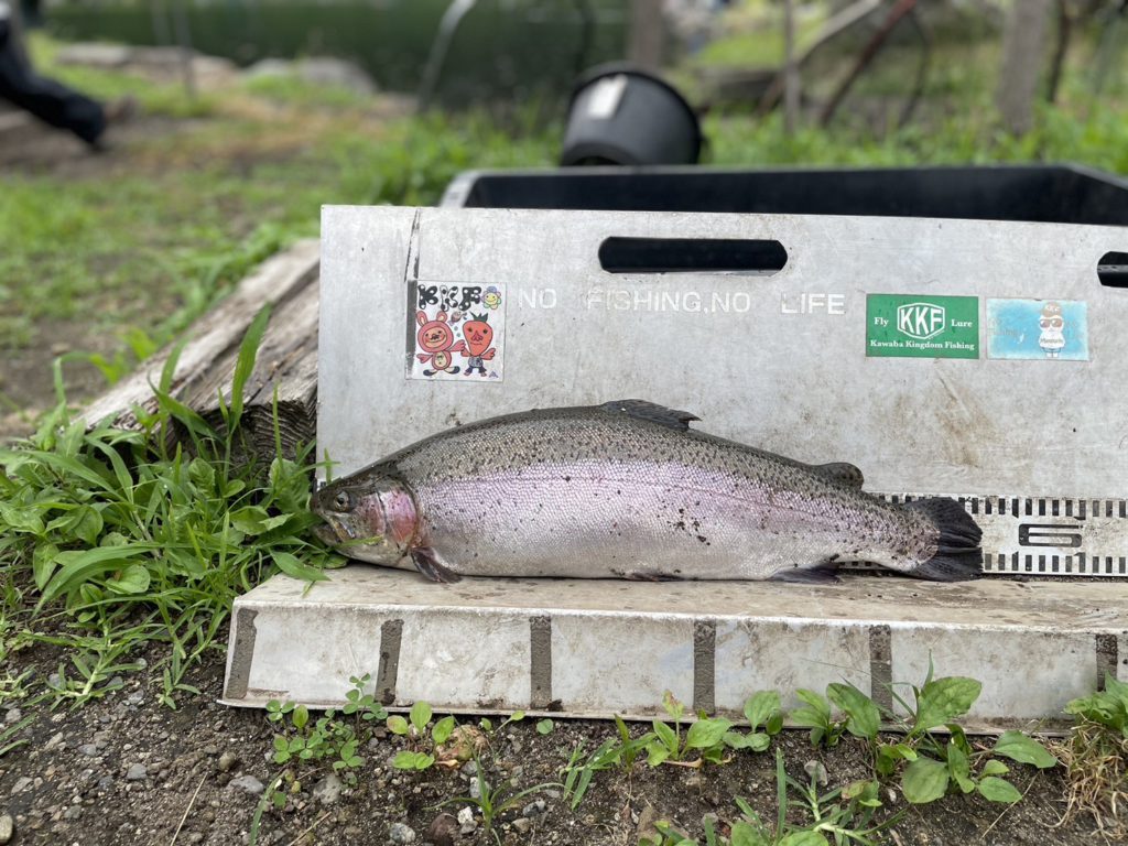 【頂鱒５３ｃｍ】全体