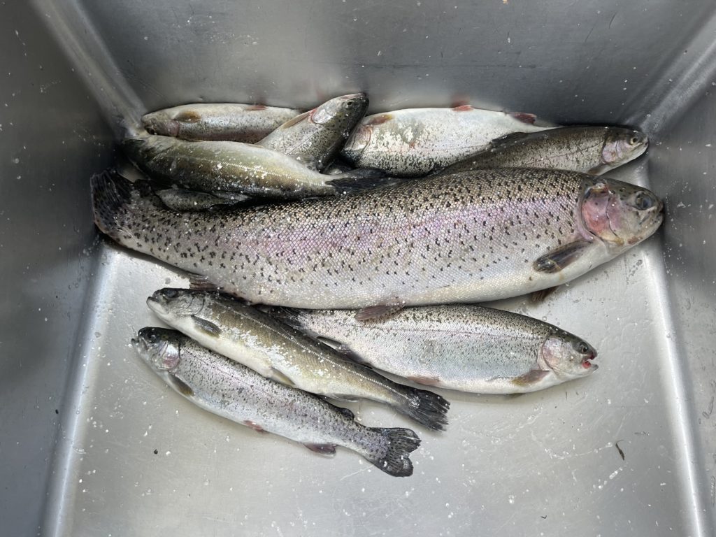 【頂鱒５６ｃｍ】全体