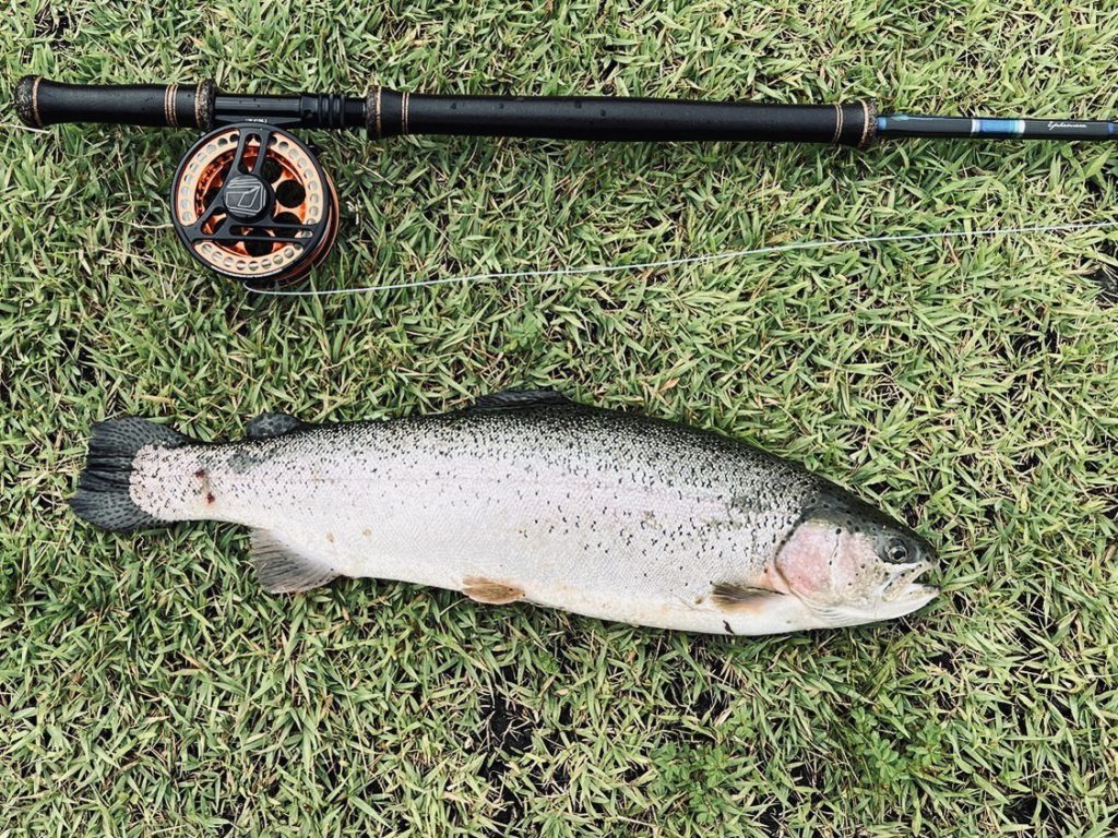 【頂鱒５０ｃｍ】全体