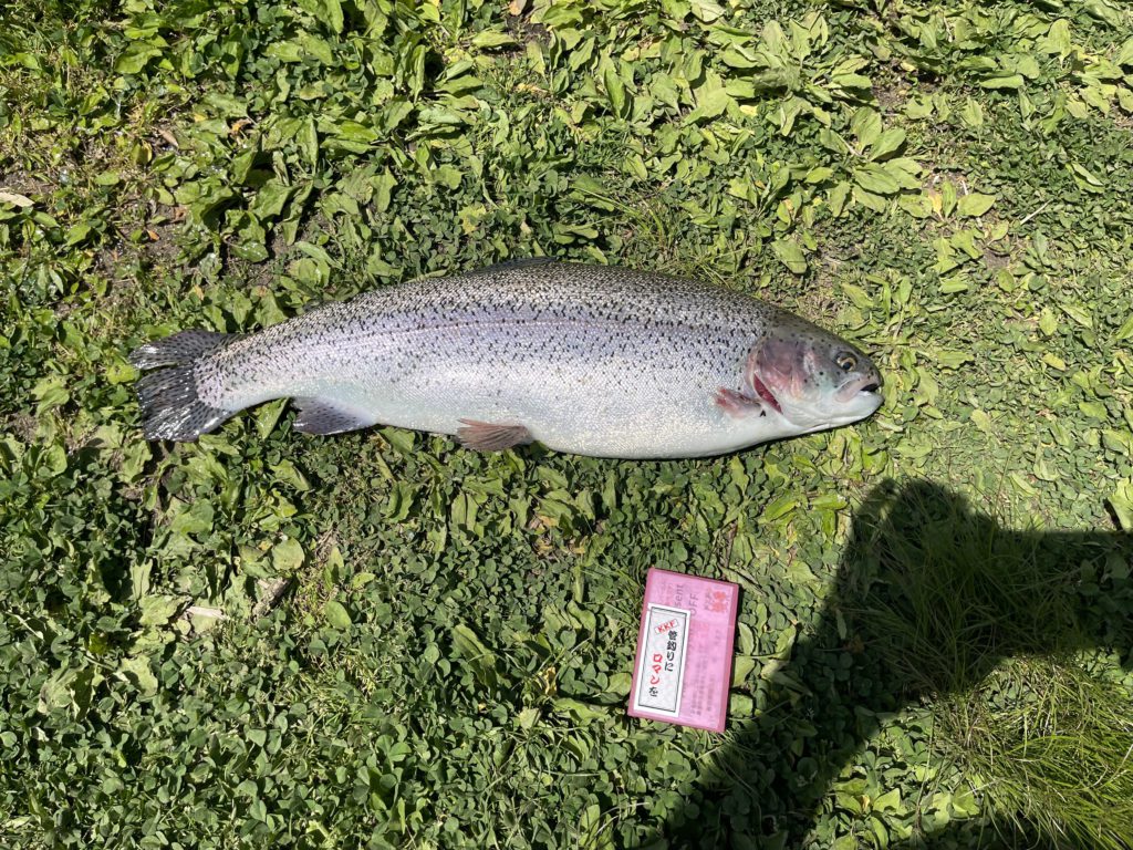 【頂鱒５８ｃｍ】全体