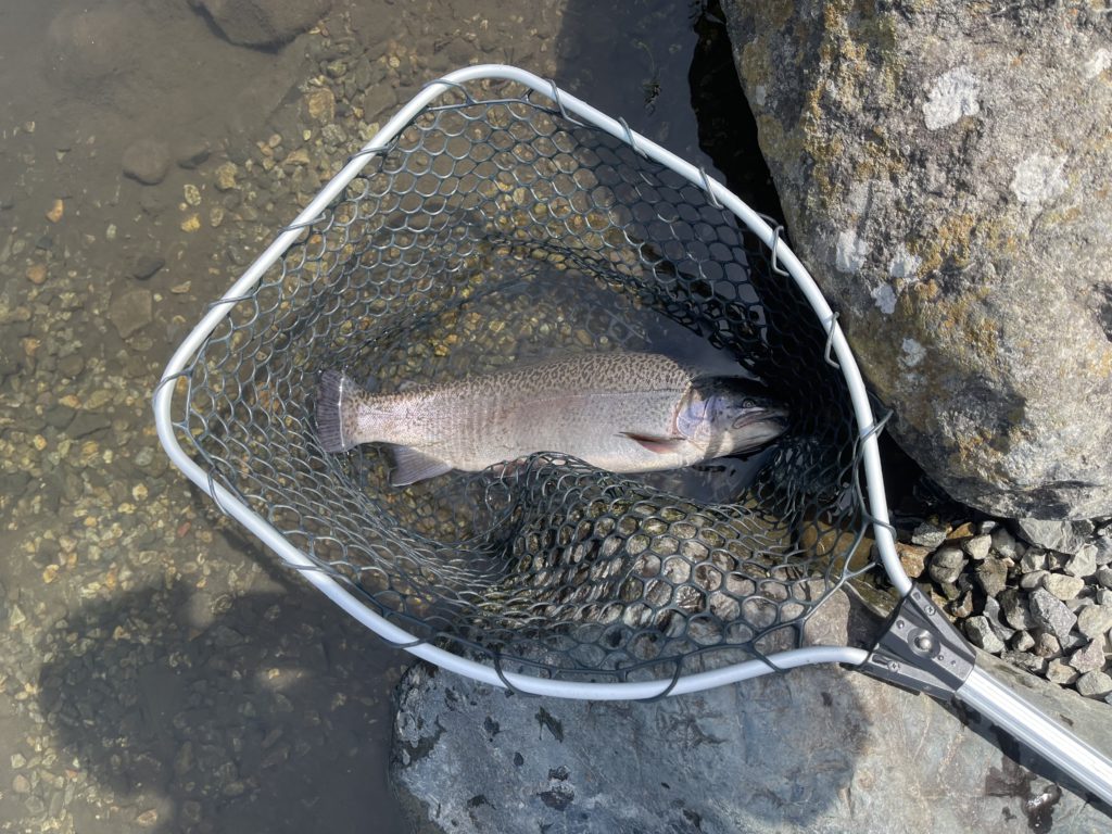 【驚ロック５４ｃｍ】全体