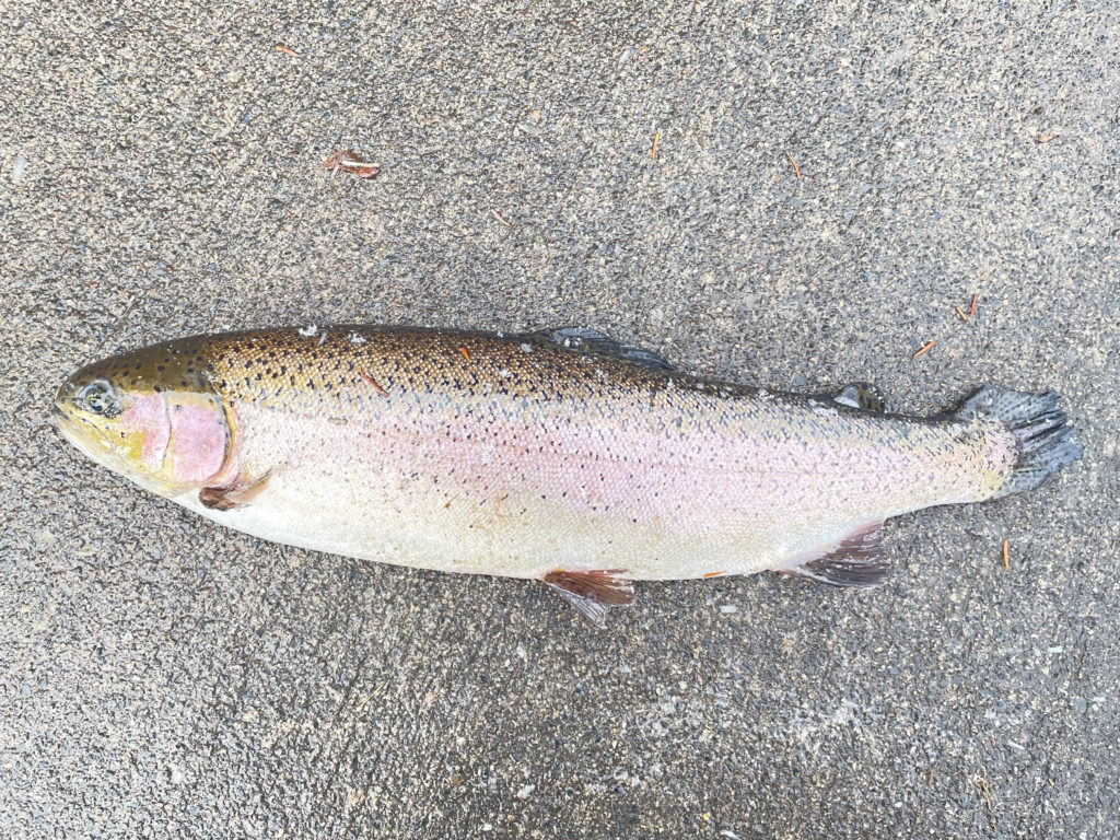 【頂鱒５２ｃｍ】全体