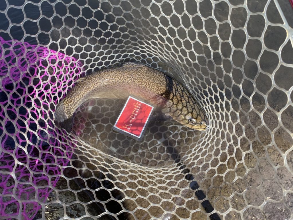 【驚ロック５６ｃｍ】全体